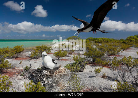 Weniger Frigate (fregata Ariel) Elternteil in Land im Nest mit warten Küken kommen, Christmas Island, Indian Ocean, Juli Stockfoto