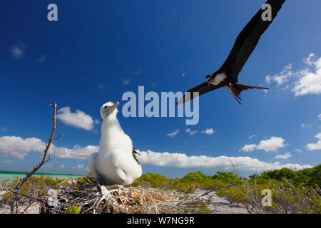 Weniger Frigate (fregata Ariel) Elternteil in Land im Nest mit warten Küken kommen, Christmas Island, Indian Ocean, Juli Stockfoto