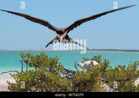 Weniger Frigate (fregata Ariel) Elternteil in Land im Nest mit warten Küken kommen, Christmas Island, Indian Ocean, Juli Stockfoto