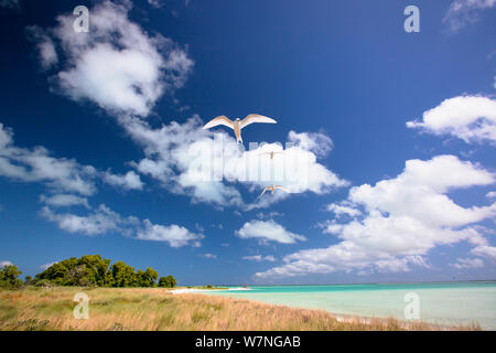 White tern (Gygis alba) Fliegen über Küstenlinie von Christmas Island, Indian Ocean, Juli Stockfoto