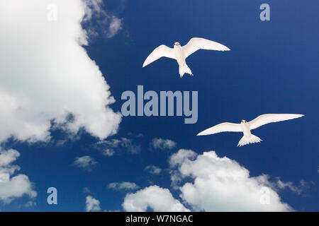 Weiß terns (Gygis alba) Paar fliegen, Christmas Island, Indian Ocean, Juli Stockfoto