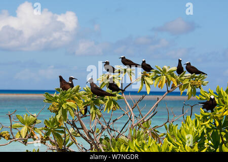 Weiß bedeckte/Schwarz Noddy (Anous Minutus) und Braun Noddy (Anous stolidus) ruht auf Tree, Christmas Island, Indian Ocean, Juli Stockfoto