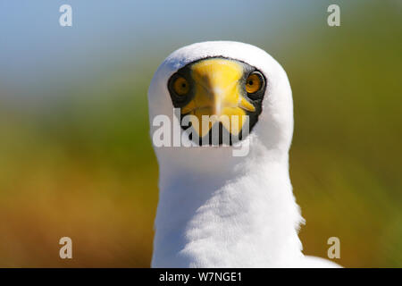 Masked booby (Sula dactylatra) Kopf hoch, Christmas Island, Indian Ocean, Juli Stockfoto