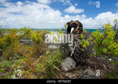 Weniger Frigate (fregata Ariel) Nesting auf Strauch mit Red tailed tropicbird (Phaethon rubicauda) Nesting direkt auf dem Boden unten, Christmas Island, Indian Ocean, Juli Stockfoto