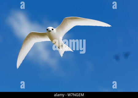 White tern (Gygis alba), Christmas Island, Indian Ocean, Juli Stockfoto