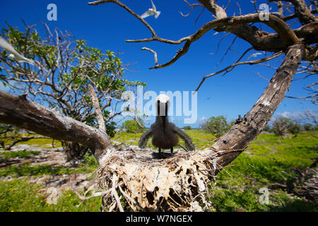 Weiß bedeckte/Schwarz Noddy (Anous Minutus) Küken in Nest in, Christmas Island, Indian Ocean, Juli Stockfoto