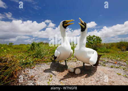 Masked booby (Sula dactylatra) beide Eltern Umdrehungen zu brüten Eier im Nest, Christmas Island, Indian Ocean, Juli Stockfoto