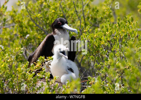 Weniger Frigate (fregata Ariel) Erwachsener mit Küken in Tree Top Nest, Christmas Island, Indian Ocean, Juli Stockfoto