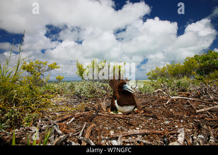Brown booby (Sula leucogaster) männliche Inkubation Ei im Nest, Christmas Island, Indian Ocean, Juli Stockfoto