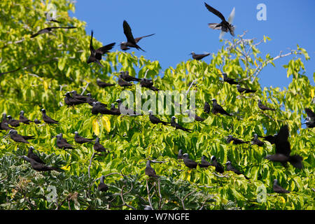 Weiß bedeckte/Schwarz noddies (Anous Minutus) und Braun noddies (Anous stolidus) ruht in einem Baum, Christmas Island, Indian Ocean, Juli Stockfoto