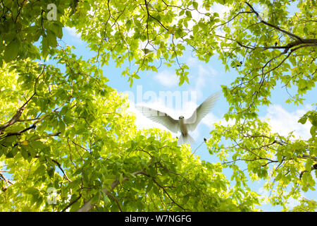 White tern (Gygis alba) Zurück zum Nest fliegen in den Wäldern auf Christmas Island, Indian Ocean, Juli Stockfoto