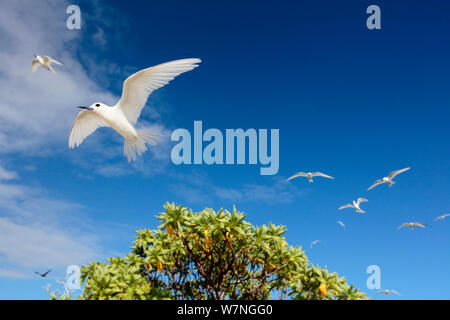 Weiß terns (Gygis alba) im Flug Overhead, Christmas Island, Indian Ocean, Juli Stockfoto