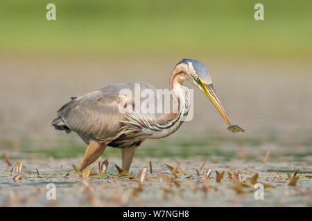 Purpurreiher (Ardea purpurea), kleine Fische, La Dombes See, Frankreich, Juni Stockfoto