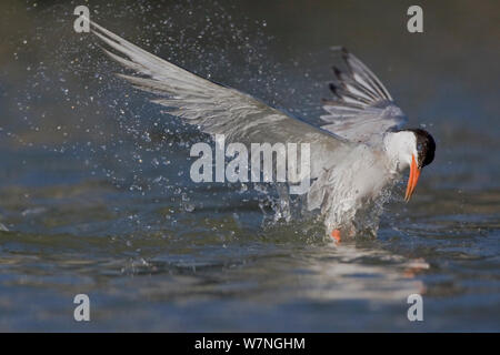 Flussseeschwalbe (Sterna hirundo) Tauchen in Wasser nach Fisch Beute, Camargue, Frankreich, Juli Stockfoto