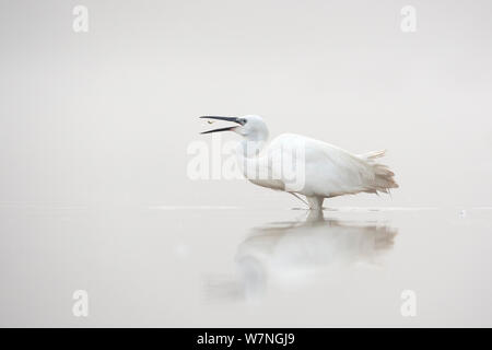 Seidenreiher (Egretta garzetta) Fang ein kleiner Fisch auf einem nebligen Morgen, La Dombes See, Frankreich Juni Stockfoto