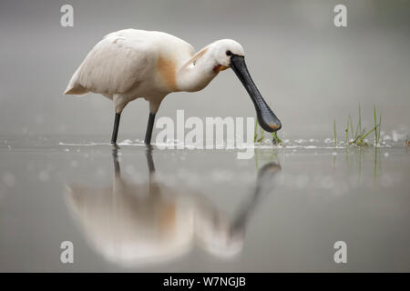 Weißer Löffler (Platalea leucorodia) Nahrungssuche in einem flachen See, La Dombes See, Frankreich, Juni Stockfoto