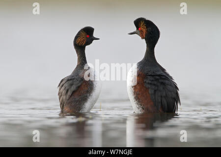 Schwarz Necked Haubentaucher (Podiceps nigricollis) Paar in Balztanz während der Paarungszeit, La Dombes See, Frankreich, April Stockfoto