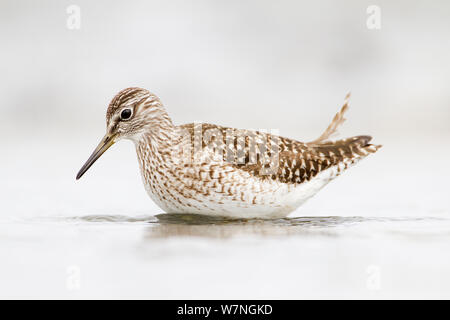 Bruchwasserläufer (Tringa glareola) portrait während der nahrungssuche im Sumpf, Bulgarien, April Stockfoto