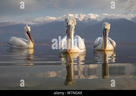 Krauskopfpelikane (Pelecanus crispus) Portrait von drei auf Wasser, See Kerkini, Griechenland, März. In der Geschichte von einer Spezies Kategorie der Melvita Natur Bilder Awards 2013 nominiert. Highlight der Künstler am Flügel: Vogel Kategorie Fotografie der Glanzlichter Fotowettbewerb 2013. Stockfoto