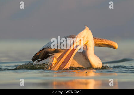 Krauskopfpelikan (Pelecanus crispus) mit Fisch vom Fischer bei Sonnenaufgang geworfen, See Kerkini, Griechenland, März Stockfoto