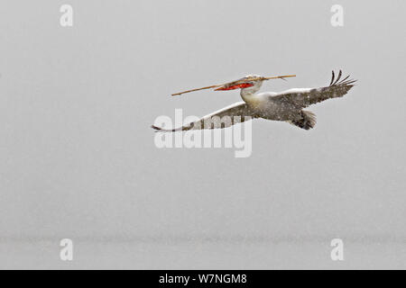 Krauskopfpelikan (Pelecanus crispus) im Flug mit einem Zweig Nest zu bauen, See Kerkini, Griechenland, Februar Stockfoto