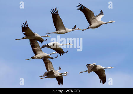 Kranichen (Grus Grus) kleine Gruppe im Flug, Pruchten, Deutschland, Oktober Stockfoto