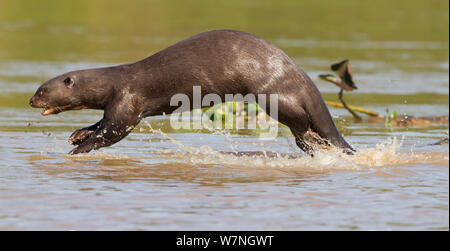 Riesenotter (Pteronura brasiliensis) läuft am Rande eines Flusses beim Spielen mit einem Familienmitglied, Rio Tres Irmãos, Pantanal, Brasilien Stockfoto