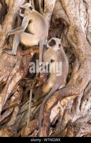 Northern Plains grau/Hanuman Langur (Semnopithecus Entellus) Familie im Banyan Tree und verspielten Jugendlichen ruht am Schwanz von Erwachsenen schwingend, Ranthambore Nationalpark, Rajasthan, Indien Stockfoto