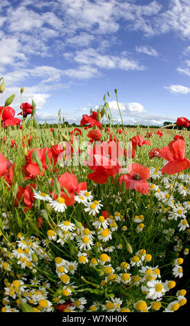 Gemeinsame Mohn (Papaver rhoeas) und Geruchlos mayweed (Tripleurospermum inodorum) im oat Feld ohne Chemikalien verwaltet oat Biscuits, Pimhill Organic Farm, Shropshire, Großbritannien, Juni 2011 Stockfoto