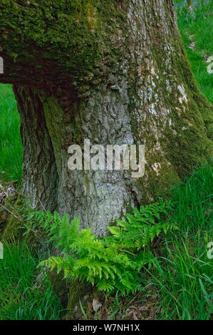 Trauben-eiche (Quercus pontica) alten Baumstamm mit Breiten buckler fern (Dryopteris austriaca) an der Basis, Gilfach Nature Reserve, Radnorshire Wildlife Trust, Powys, Wales, UK, Mai Stockfoto