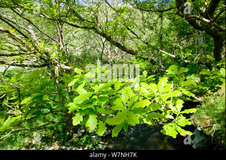 Trauben-eiche (Quercus pontica) Wald im Frühling mit frischen Blätter über den Fluss Marteg, Gilfach Nature Reserve, Radnorshire Wildlife Trust, Powys, Wales, Großbritannien Stockfoto