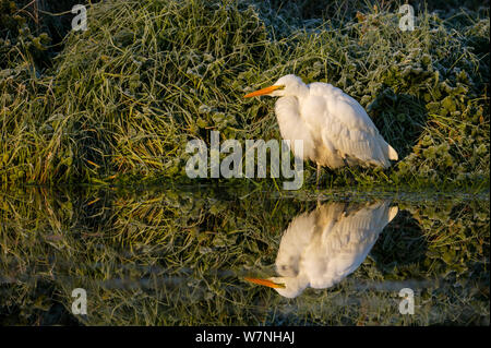 White Heron (Egretta alba Modesta) Angeln in der Heathcote Fluss im Winter. Heathcote Fluss, Christchurch, Canterbury, South Island, Neuseeland. Stockfoto