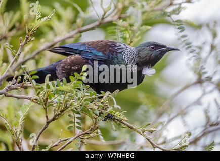 Tui (Prosthemadera novaeseelandiae) auf kowhai Baum gehockt (Sophora spp.), endemisch in Neuseeland. Südinsel Stewart Island. Tiritiri Matangi Island, Hauraki Gulf, Auckland, Nordinsel, Neuseeland. September. Stockfoto