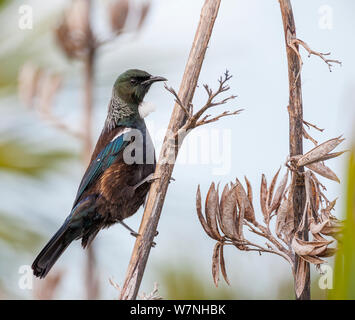 Tui (Prosthemadera novaeseelandiae) endemisch in Neuseeland. Tiritiri Matangi Island, Hauraki Gulf, Auckland, Nordinsel, Neuseeland. September. Stockfoto