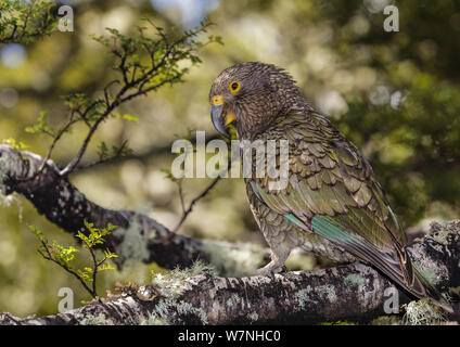 Kea (Nestor notabilis), juvenile, in Buchenwald, Homer Tunnel, Fiordland National Park, South Island, Neuseeland. Oktober, 2006. Stockfoto