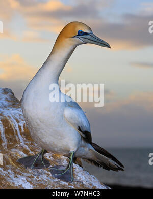 Portrait der Australasian Gannet (Morus serrator) bei Sonnenuntergang. Schwarze Reef Gannet Kolonie, Kap-entführer, Hawke's Bay, North Island, Neuseeland. Oktober. Stockfoto