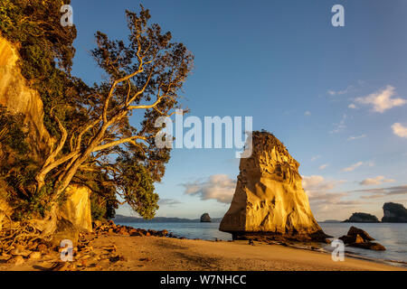 Cathedral Cove kurz nach Sonnenaufgang, Hahei, Coromandel Halbinsel, Thames-Coromandel Bezirk, Region Waikato, Neuseeland. November, 2006. Stockfoto