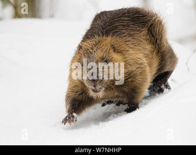 Europäischer Biber (Castor Fiber) Wandern im Schnee. Südliches Norwegen. Februar Stockfoto