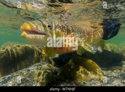 Unterwasser Schuß eines Fliegenfischer Freigeben einer großen bachforelle (Salmo trutta) in eine klare 'Hinterland' River, North Canterbury South Island, Neuseeland. Dezember. Stockfoto