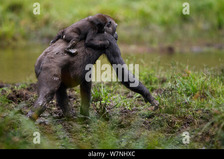 Westlicher Flachlandgorilla (Gorilla gorilla Gorilla) weiblich bin opambi' Wahrnehmung der ihr Kind opo' im Alter von 18 Monaten auf dem Rücken zu Fuß durch die Bai Hokou, Dzanga Sangha Spezielle dichten Wald finden, Zentralafrikanische Republik. Dezember 2011. Stockfoto