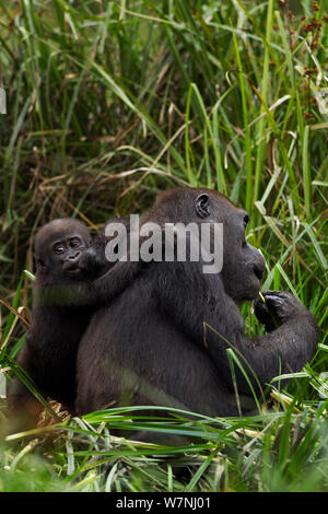 Westlicher Flachlandgorilla (Gorilla gorilla Gorilla) weiblich bin opambi' mit ihrem Säugling opo' im Alter von 18 Monaten sitzen und Fütterung in Bai Hokou, Dzanga Sangha Spezielle dichten Wald finden, Zentralafrikanische Republik. Dezember 2011. Stockfoto