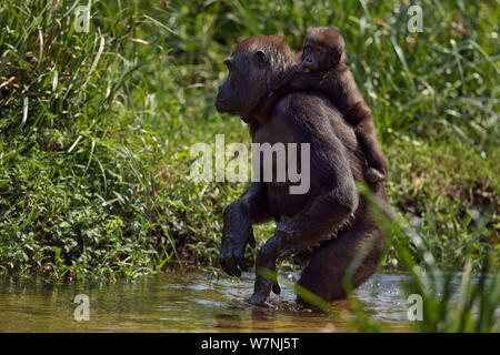 Westlicher Flachlandgorilla (Gorilla gorilla Gorilla) weiblich bin opambi' Durchführung Ihres Babys opo' im Alter von 18 Monaten, wenige Bi-pedally zu einem Fluß überqueren, Bai Hokou, Dzanga Sangha Spezielle dichten Wald finden, Zentralafrikanische Republik. November 2011. Stockfoto