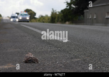 Steinkauz (Athene noctua) tot auf der Straße mit Autos hinter, Frankreich Stockfoto