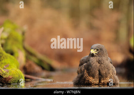 Mäusebussard (Buteo buteo) Waschmaschine im Wasser in Woodland, Frankreich, November Stockfoto