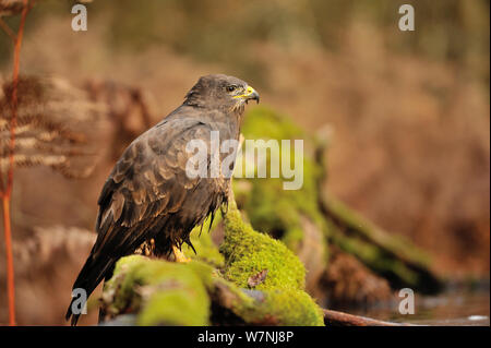 Mäusebussard (Buteo buteo) nach dem Baden im Wasser, Frankreich, November Stockfoto