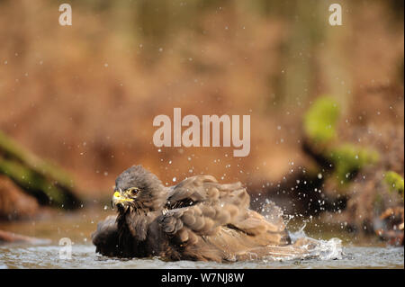 Mäusebussard (Buteo buteo) Waschmaschine im Wasser in Woodland, Frankreich, November Stockfoto