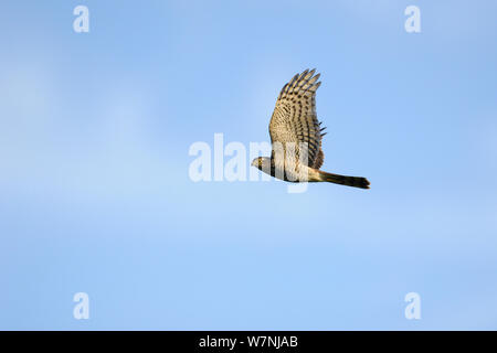 Sperber (Accipiter nisus) im Flug, Frankreich, August Stockfoto