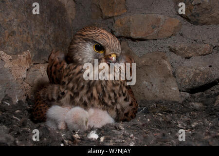 Turmfalken (Falco tunninculus) Weibchen brüten Junge im Nest, Frankreich, Mai Stockfoto