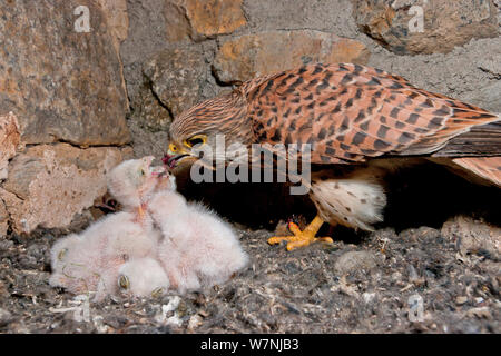 Turmfalken (Falco tunninculus) Weibchen füttern Junge im Nest, Frankreich, Mai Stockfoto