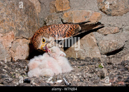 Turmfalken (Falco tunninculus) Weibchen füttern Junge im Nest, Frankreich, Mai Stockfoto